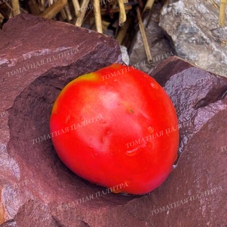 Томат МИНУСИНСКИЙ НИЗКОРОСЛЫЙ КРУПНЫЙ 