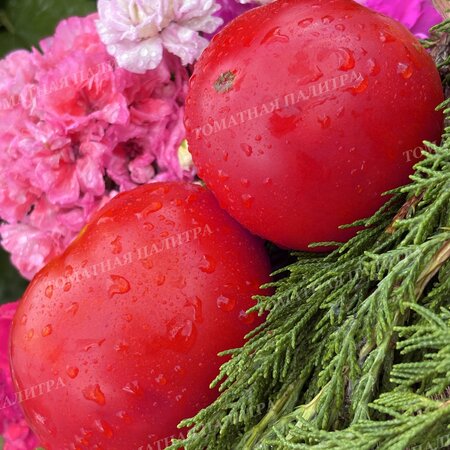 Томат МИНУСИНСКИЙ НИЗКОРОСЛЫЙ КРУПНЫЙ 