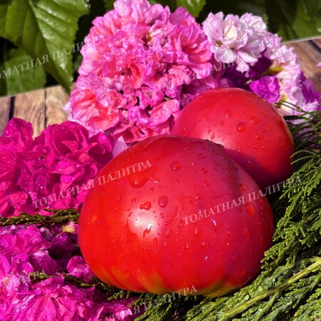Томат МИНУСИНСКИЙ НИЗКОРОСЛЫЙ КРУПНЫЙ 