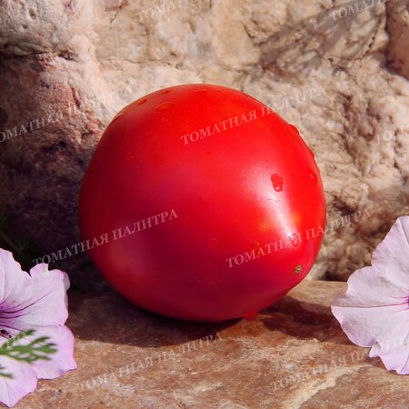 Томат МИНУСИНСКИЙ НИЗКОРОСЛЫЙ КРУПНЫЙ 
