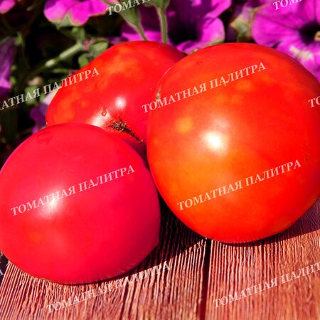 Томат МИНУСИНСКИЙ НИЗКОРОСЛЫЙ КРУПНЫЙ 