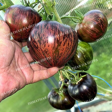 Томат САЛЮТ ВИКТОРИИ