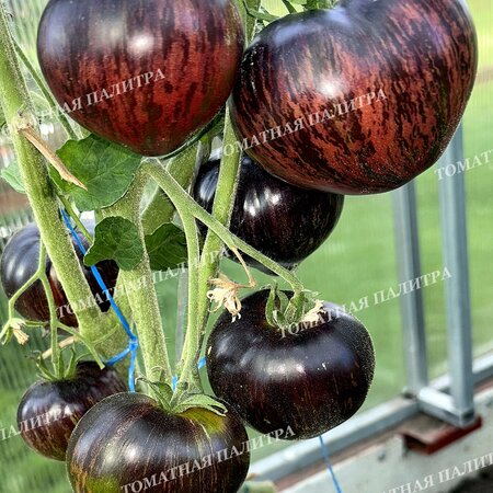 Томат САЛЮТ ВИКТОРИИ