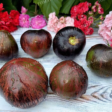 Томат САЛЮТ ВИКТОРИИ