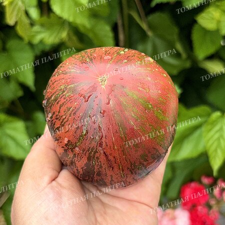 Томат САЛЮТ ВИКТОРИИ