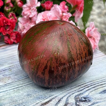 Томат САЛЮТ ВИКТОРИИ