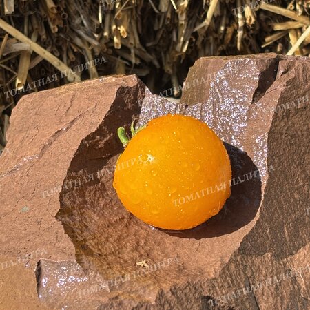 Томат ИЮНЬСКИЙ ЖЕЛТЫЙ УСЫПНОЙ 