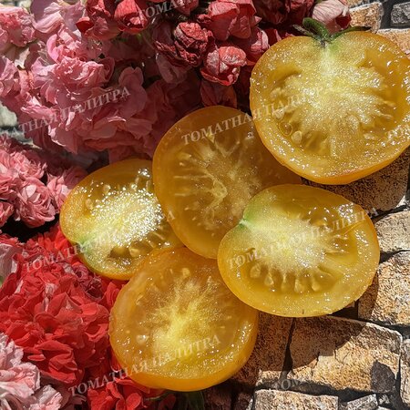 Томат ИЮНЬСКИЙ ЖЕЛТЫЙ УСЫПНОЙ 