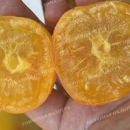 Томат ИЮНЬСКИЙ ЖЕЛТЫЙ УСЫПНОЙ 