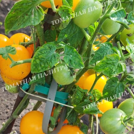 Томат ИЮНЬСКИЙ ЖЕЛТЫЙ УСЫПНОЙ 