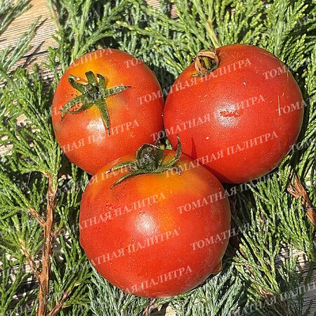 Томат КАЗАБАЛЫКСКИЙ СУПЕРРАННИЙ