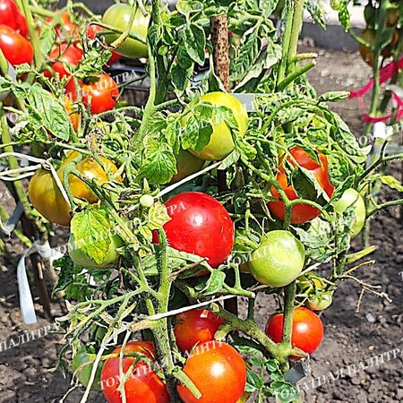 Томат КАЗАБАЛЫКСКИЙ СУПЕРРАННИЙ