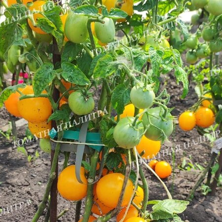 Томат ИЮНЬСКИЙ ЖЕЛТЫЙ УСЫПНОЙ 