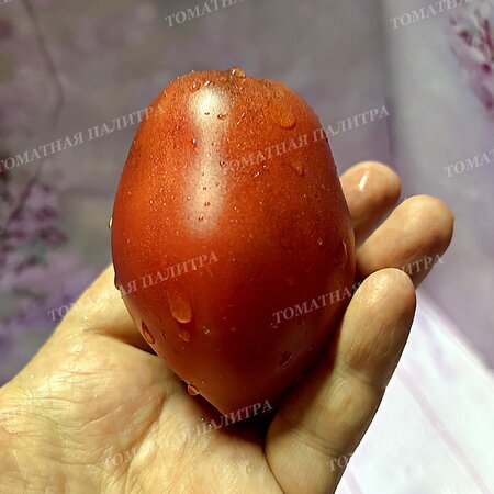 Томат КЛУБНИЧНЫЙ ВОДОПАД