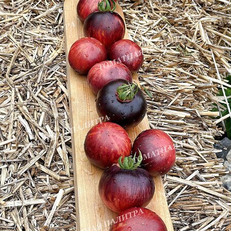 Томат КЛУБНИЧНЫЙ ВОДОПАД ПОЛОСАТЫЙ