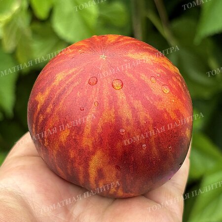 Томат КЛУБНИЧНЫЙ ВОДОПАД ПОЛОСАТЫЙ