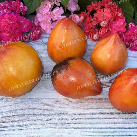 Томат КАРДИНАЛ НА СОЛОМЕ