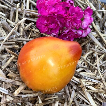 Томат КАРДИНАЛ НА СОЛОМЕ