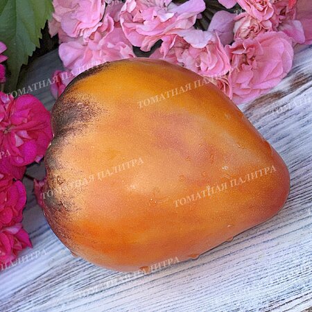 Томат КАРДИНАЛ НА СОЛОМЕ