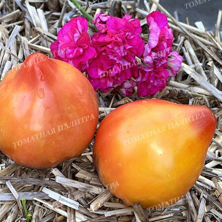 Томат КАРДИНАЛ НА СОЛОМЕ