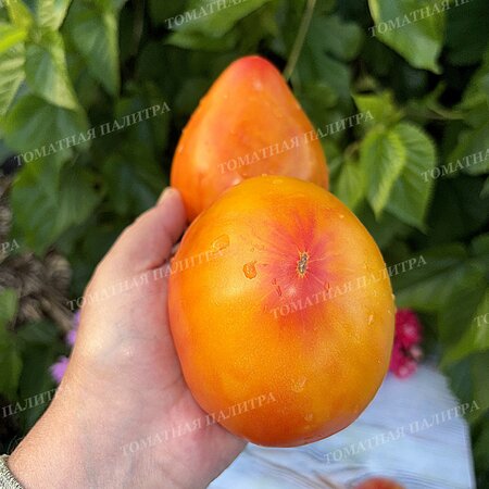 Томат КАРДИНАЛ НА СОЛОМЕ