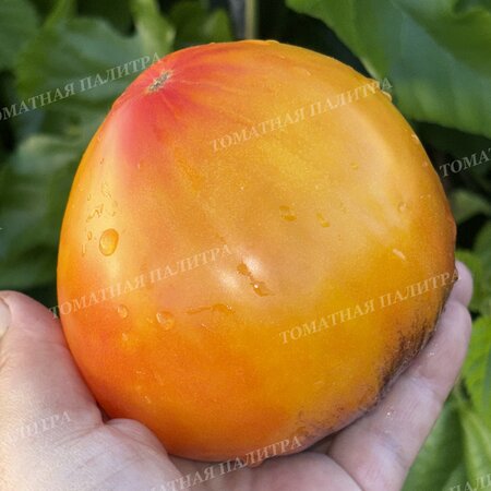 Томат КАРДИНАЛ НА СОЛОМЕ