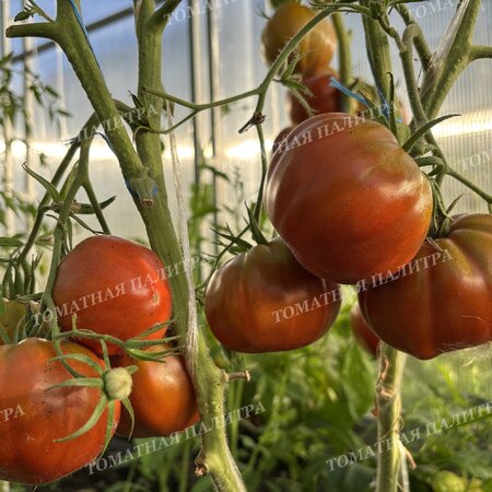 Томат МУАРОВЫЙ ЗАКАТ