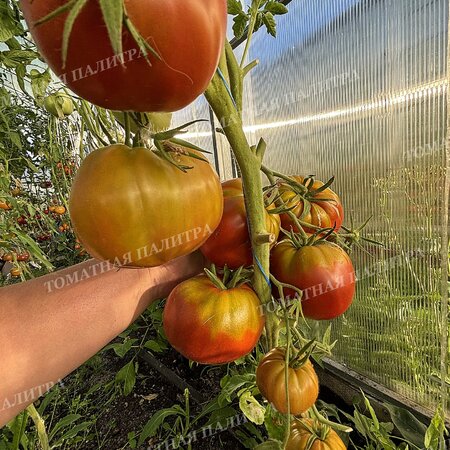 Томат МУАРОВЫЙ ЗАКАТ