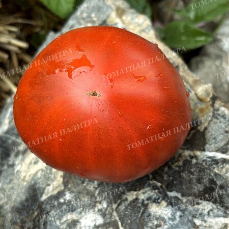 Томат МУАРОВЫЙ ЗАКАТ