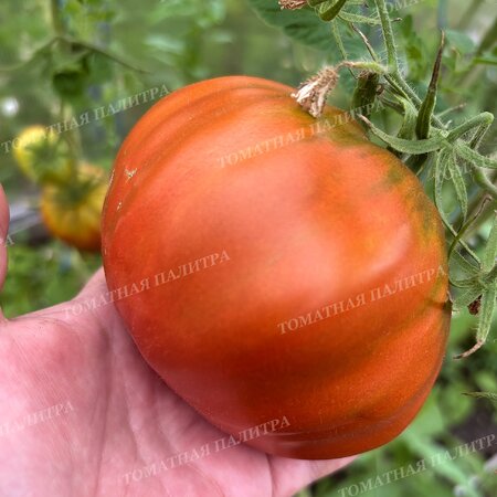 Томат МУАРОВЫЙ ЗАКАТ
