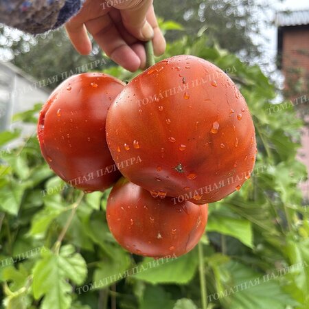 Томат МУАРОВЫЙ ЗАКАТ