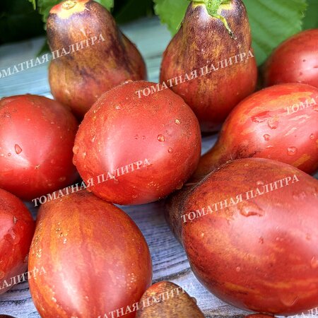 Томат ТВОЯ УЛЫБКА