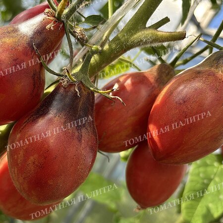 Томат ТВОЯ УЛЫБКА