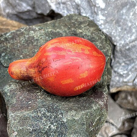 Томат ТВОЯ УЛЫБКА