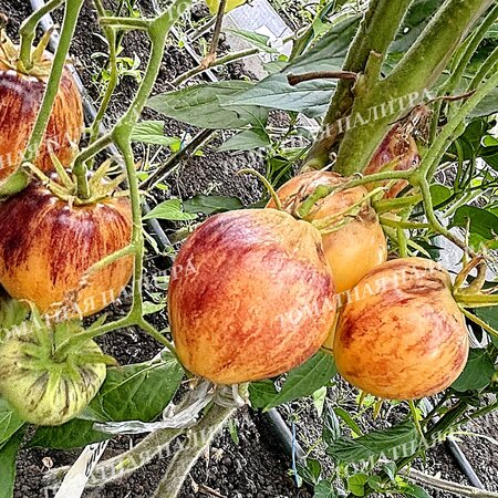 Томат ОЧЕНЬ СЛАДКИЙ БЛЮЗ