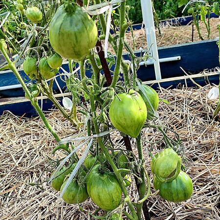 Томат ГНОМ Восставший Звездный Истребитель ДЕДУШКИНО СЕРДЦЕ / Dwarf RS Grandpa's Heart