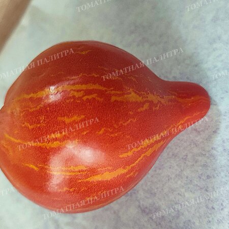 Томат ГНОМ Восставший Звездный Истребитель ДЕДУШКИНО СЕРДЦЕ / Dwarf RS Grandpa's Heart