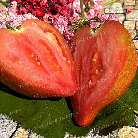 Томат ГНОМ Восставший Звездный Истребитель ДЕДУШКИНО СЕРДЦЕ / Dwarf RS Grandpa's Heart