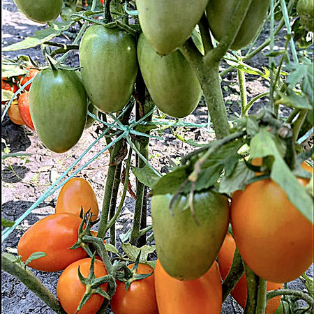 Томат ЕЛИСЕЙ