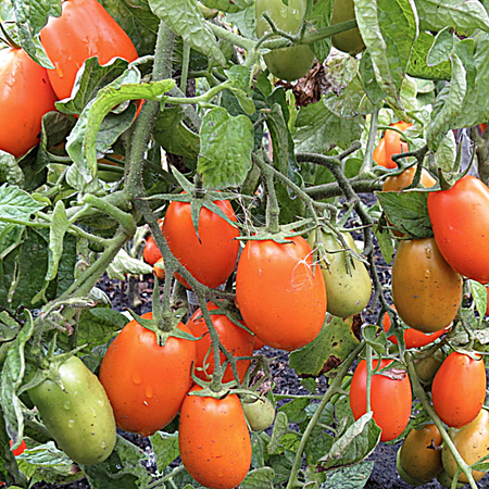 Томат ЕЛИСЕЙ