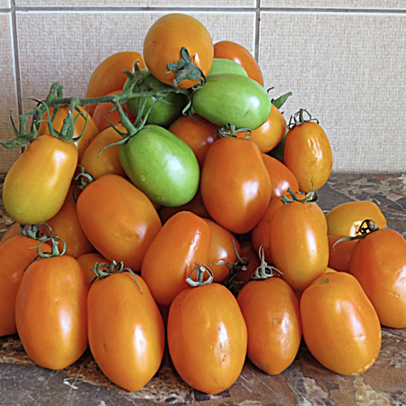 Томат ЕЛИСЕЙ