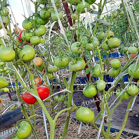 Томат ДАНА К