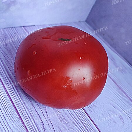 Томат ДАНА К