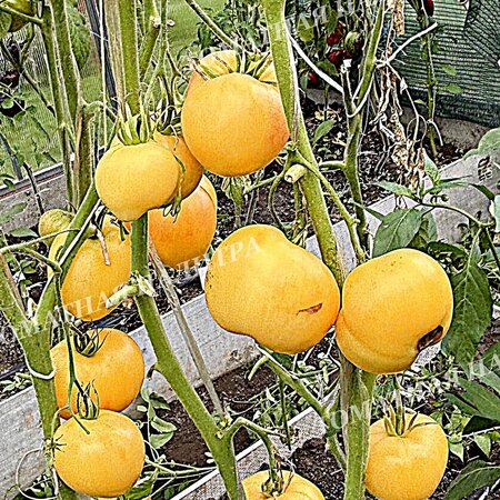 Томат БЕЛОЕ СЕРДЦЕ СОФИИ