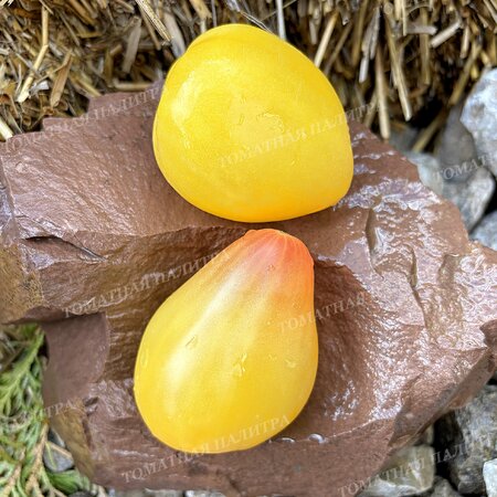 Томат БЕЛОЕ СЕРДЦЕ СОФИИ