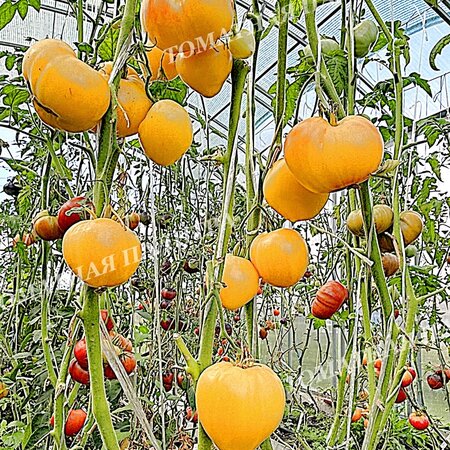 Томат БЕЛОЕ СЕРДЦЕ СОФИИ