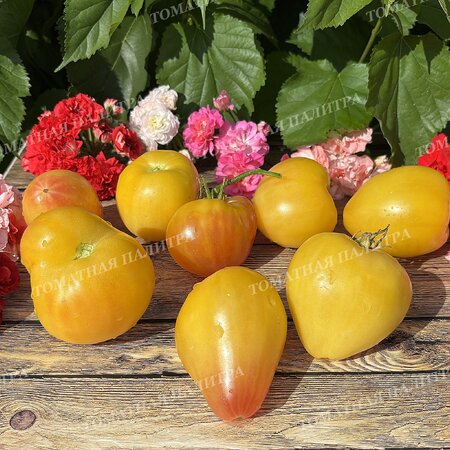 Томат БЕЛОЕ СЕРДЦЕ СОФИИ