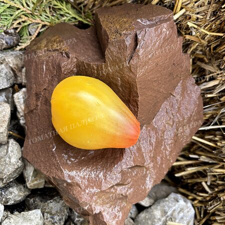 Томат БЕЛОЕ СЕРДЦЕ СОФИИ