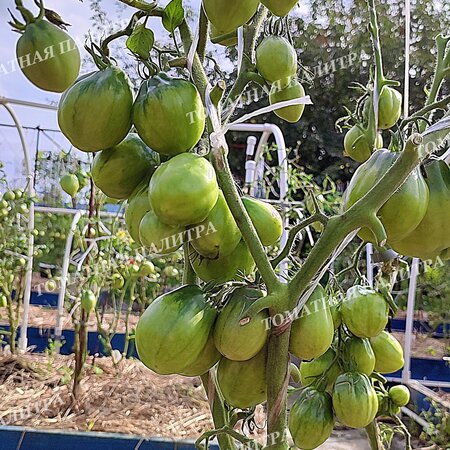 Томат БОРДО