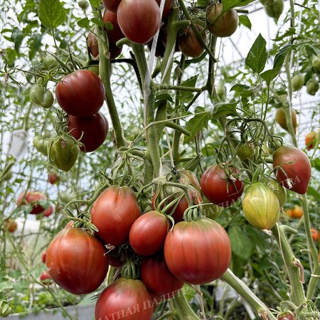 Томат БОРДО